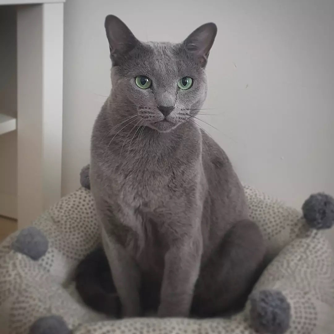 Russian Blue Breeding Queen California - Show Quality Russian Blue - Silver Blue Coat - Emerald Eyes
